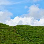 蓝天白云 绿色茶田 山坡