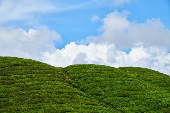 蓝天白云 绿色茶田 山坡