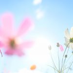 鲜花 春天 阳光 艺术 抽象