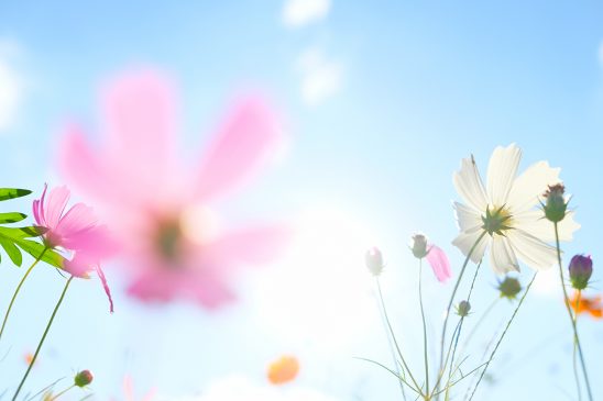 鲜花 春天 阳光 艺术 抽象