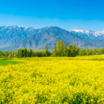 春天里的大自然 金黄色的海洋 油菜花田